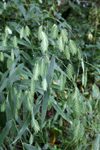 northern sea oats